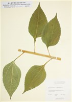 藏品(低聚糖菊芋)的圖片